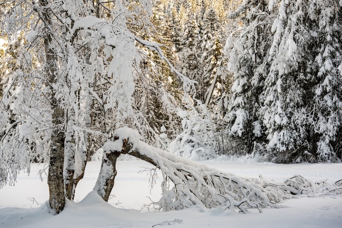 Die Gefahr von Schneebruch steigt ab Donnerstag stark an. Besonders in höher gelegenen Regionen ...