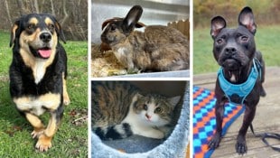 Ob Katze, Kaninchen oder Hund, sie alle suchen einen schönen Platz zum Leben.