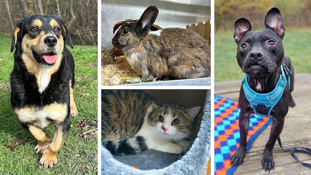 Ob Katze, Kaninchen oder Hund, sie alle suchen einen schönen Platz zum Leben.