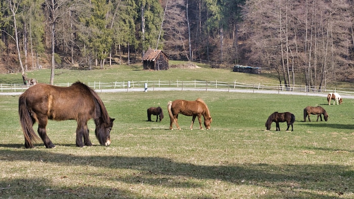 Idylle pur: Die Pferde genießen nach einem langen Winter erstes saftiges Grün.
