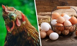 Was war zuerst – das Huhn oder das Ei? Diese Frage führt in der Wissenschaft immer wieder zu ...