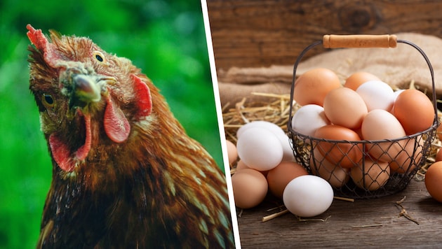 Was war zuerst – das Huhn oder das Ei? Diese Frage führt in der Wissenschaft immer wieder zu ...