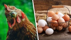Was war zuerst – das Huhn oder das Ei? Diese Frage führt in der Wissenschaft immer wieder zu ...