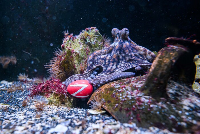 Kinder können im Haus des Meeres Eier suchen