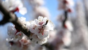 Schon in den kommenden Stunden werden sich die Marillenblüten öffnen.