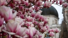 Die zarten Magnolienblüten verzaubern viele Salzburger. Doch wenn es zu kalt wird, verlieren sie ...
