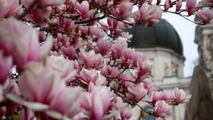 Die zarten Magnolienblüten verzaubern viele Salzburger. Doch wenn es zu kalt wird, verlieren sie ...