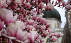 Die zarten Magnolienblüten verzaubern viele Salzburger. Doch wenn es zu kalt wird, verlieren sie ...