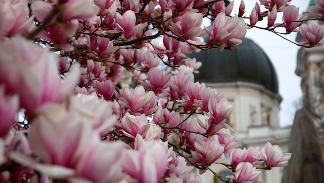 Die zarten Magnolienblüten verzaubern viele Salzburger. Doch wenn es zu kalt wird, verlieren sie ...