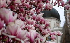 Die zarten Magnolienblüten verzaubern viele Salzburger. Doch wenn es zu kalt wird, verlieren sie ...