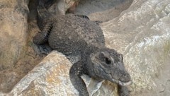 Stumpfkrokodil „Sabsi“ war unter den ersten Zoobewohnern und versetzte die Kärntner in Angst und ...