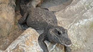 Stumpfkrokodil „Sabsi“ war unter den ersten Zoobewohnern und versetzte die Kärntner in Angst und ...