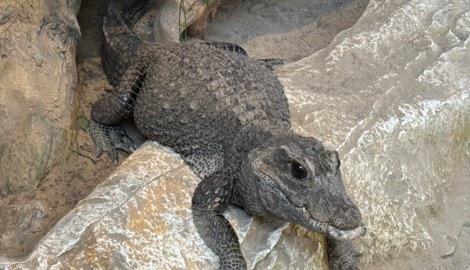 Stumpfkrokodil „Sabsi“ war unter den ersten Zoobewohnern und versetzte die Kärntner in Angst und ...
