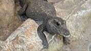 Stumpfkrokodil „Sabsi“ war unter den ersten Zoobewohnern und versetzte die Kärntner in Angst und ...