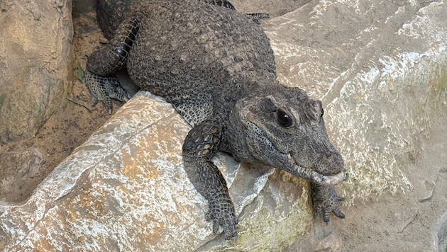 Stumpfkrokodil „Sabsi“ war unter den ersten Zoobewohnern und versetzte die Kärntner in Angst und ...