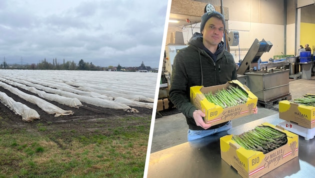 Gemeinsam mit Bruder Richard führt Stefan Malafa einen Bio-Spargel-Betrieb.