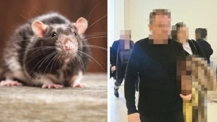 Der Angeklagte (58) zeigte sich im Prozess in Wien tatsachengeständig zu den Tiertötungen in ...