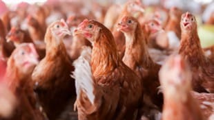 Die Bodenhaltung ist in Österreich vorwiegend üblich: Tausende Legehennen leben dicht gedrängt ...