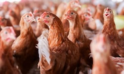 Die Bodenhaltung ist in Österreich vorwiegend üblich: Tausende Legehennen leben dicht gedrängt ...