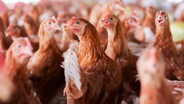 Die Bodenhaltung ist in Österreich vorwiegend üblich: Tausende Legehennen leben dicht gedrängt ...