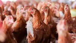 Die Bodenhaltung ist in Österreich vorwiegend üblich: Tausende Legehennen leben dicht gedrängt ...
