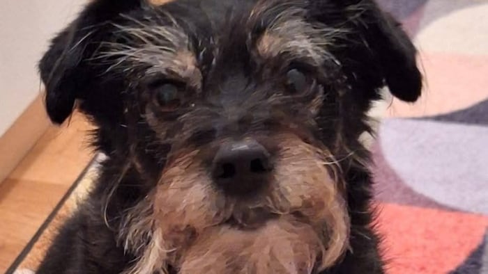 Wünscht sich ein schönes Zuhause!