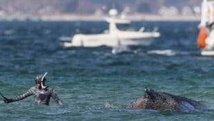 Seit mehreren Tagen wird in Deutschland versucht, einen gestrandeten Wal zu retten.