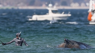Seit mehreren Tagen wird in Deutschland versucht, einen gestrandeten Wal zu retten.