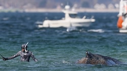 Seit mehreren Tagen wird in Deutschland versucht, einen gestrandeten Wal zu retten.