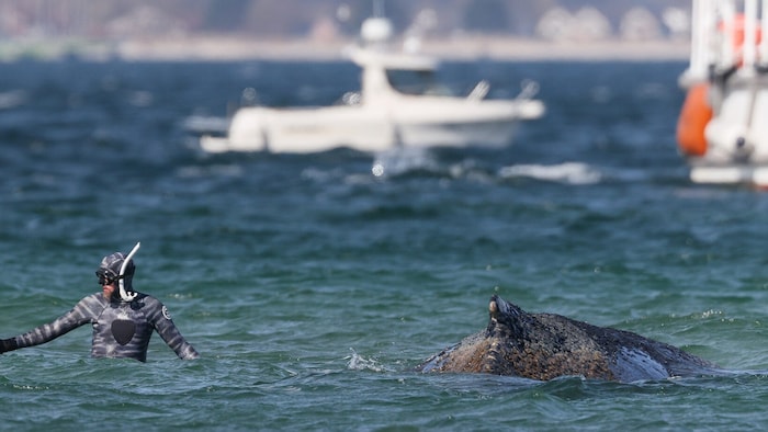 Seit vielen Tagen versuchen Einsatzkräfte, „Timmy“ aus einer misslichen Lage nach der anderen zu ...
