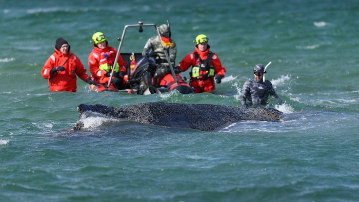 Am Donnerstag konnte das Tier mehrere Meter bewegt werden.