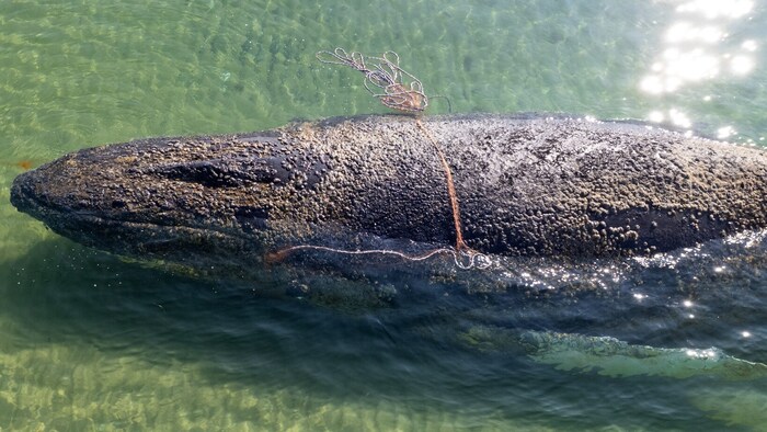 Die Haut und der Allgemeinzustand des jungen Wals sind schlecht, es ist ein Wettkampf gegen die ...