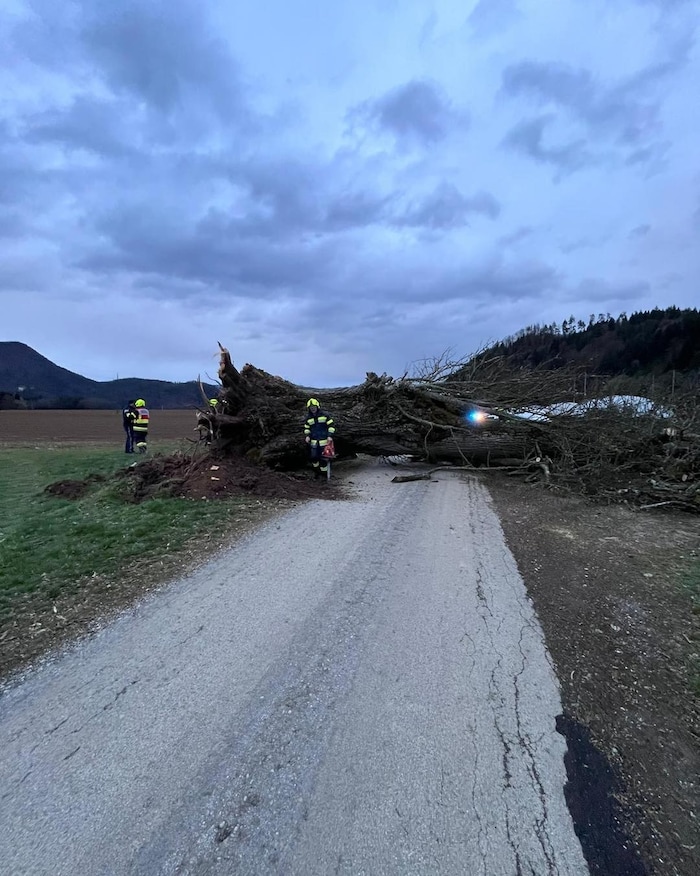 Ein umgestürzter Baum beschäftigte die FF Ruden in Unternberg.
