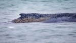Tagelang wurde um den Buckelwal gebangt, Freitagmorgen herrschte zunächst Erleichterung. Doch ...
