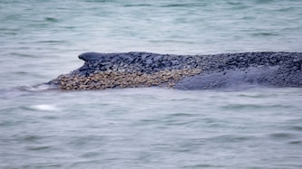 Tagelang wurde um den Buckelwal gebangt, Freitagmorgen herrschte zunächst Erleichterung. Doch ...