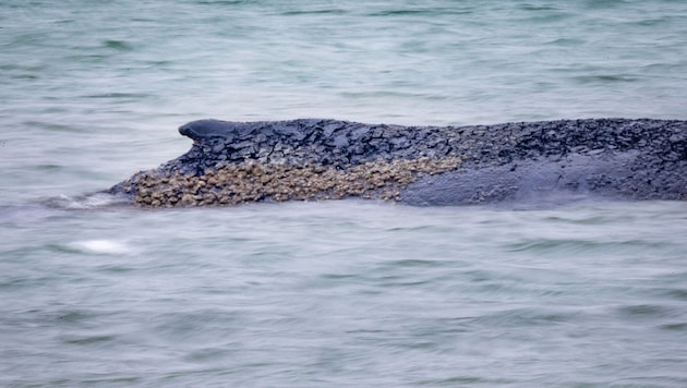 Der Buckelwal wurde anfang der Woche am Timmendorfer Strand entdeckt.
