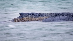 Tagelang wurde um den Buckelwal gebangt, Freitagmorgen herrschte zunächst Erleichterung. Doch ...