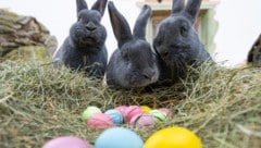Die Kaninchen namens „Blaue Wiener“.