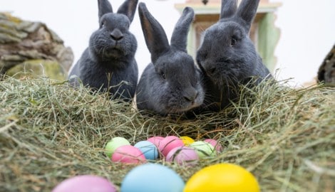 Die Kaninchen namens „Blaue Wiener“.