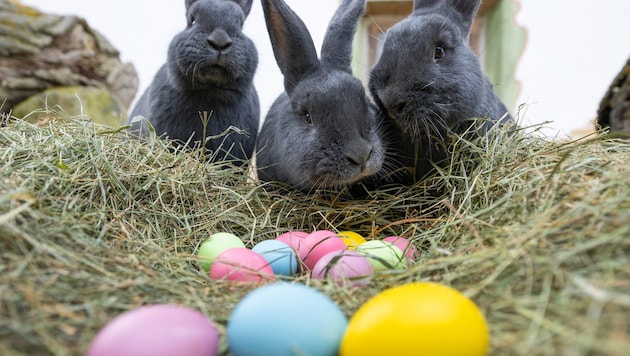 Die Kaninchen namens „Blaue Wiener“.