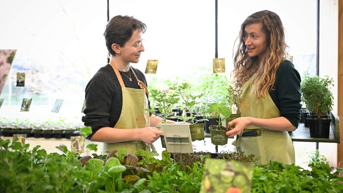 Zum Kaufen: Jungpflanzen und Sorten-Raritäten