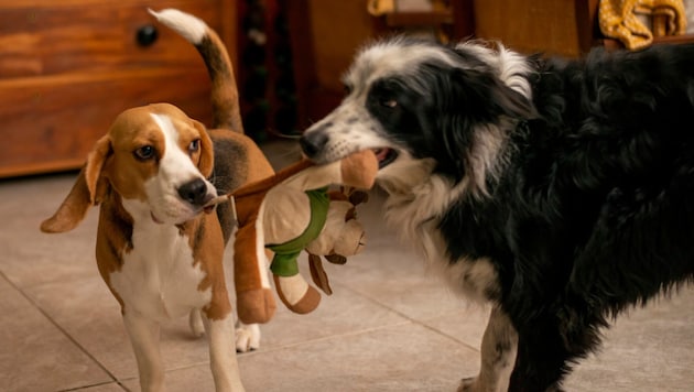 Hunde rauften um ein Spielzeug. (Symbolbild)