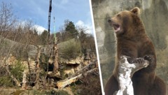 Mehrere Kletterbäume sollen den Braunbären Ander und Martina eine Freude bereiten.