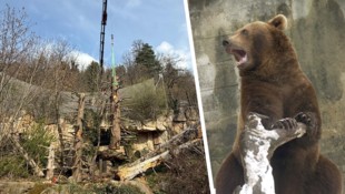 Mehrere Kletterbäume sollen den Braunbären Ander und Martina eine Freude bereiten.