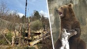 Mehrere Kletterbäume sollen den Braunbären Ander und Martina eine Freude bereiten.