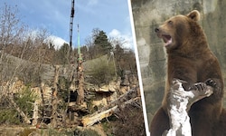 Mehrere Kletterbäume sollen den Braunbären Ander und Martina eine Freude bereiten.