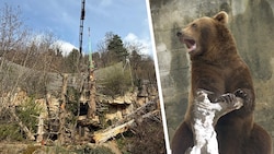 Mehrere Kletterbäume sollen den Braunbären Ander und Martina eine Freude bereiten.