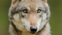 Problemwölfe“ können künftig abgeschossen werden, wenn eine akute Gefährdungssituation vorliegt.