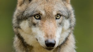 Problemwölfe“ können künftig abgeschossen werden, wenn eine akute Gefährdungssituation vorliegt.