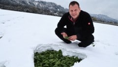 Der Tiroler Gemüsebauer Andreas Norz jun. begutachtet den erntereifen Spinat unter der 15 ...